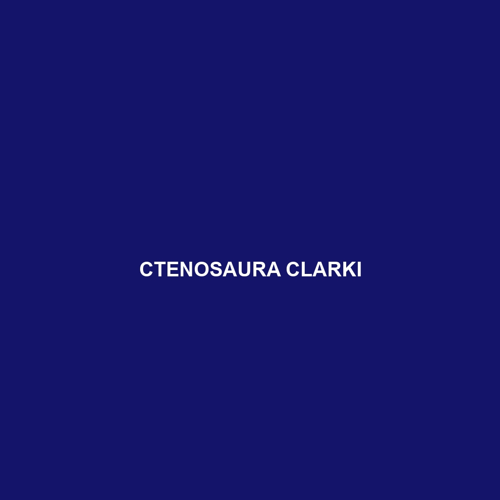 Ctenosaura clarki