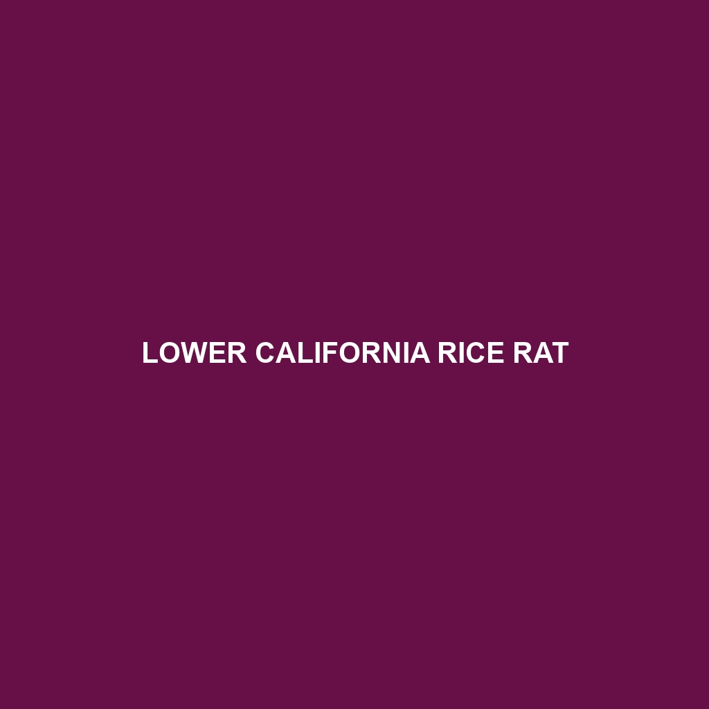 Lower California Rice Rat