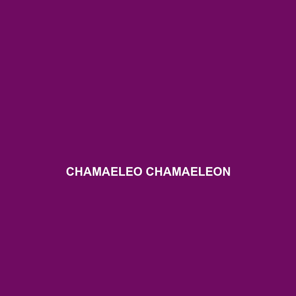 Chamaeleo chamaeleon