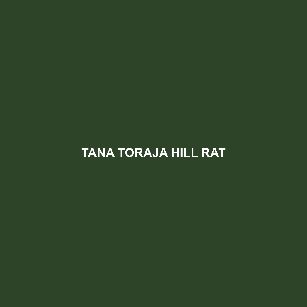 Tana Toraja Hill Rat