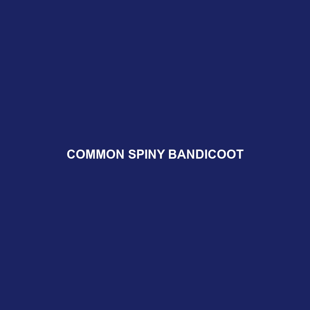 Common Spiny Bandicoot