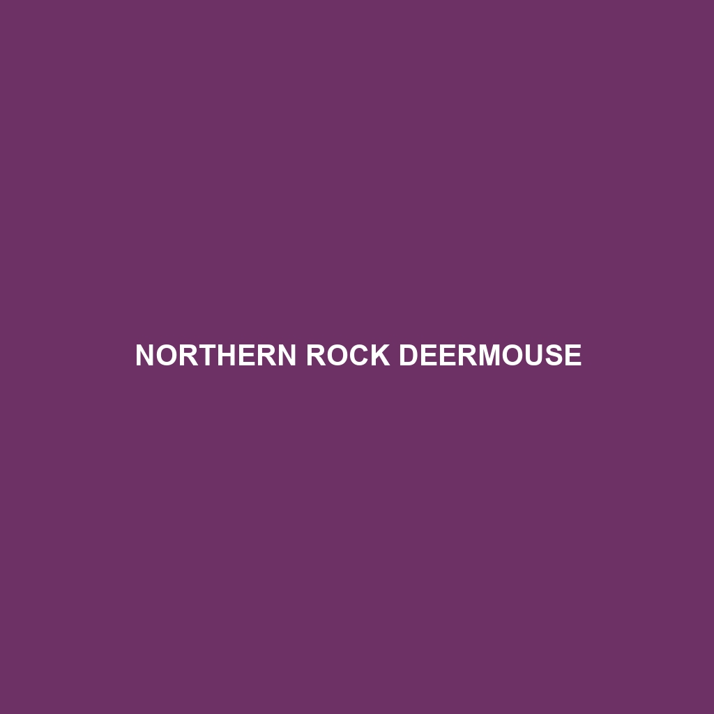 Northern Rock Deermouse