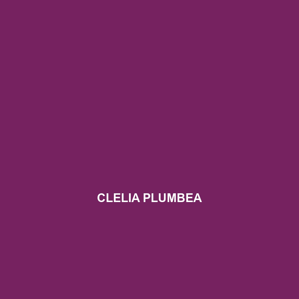 Clelia plumbea