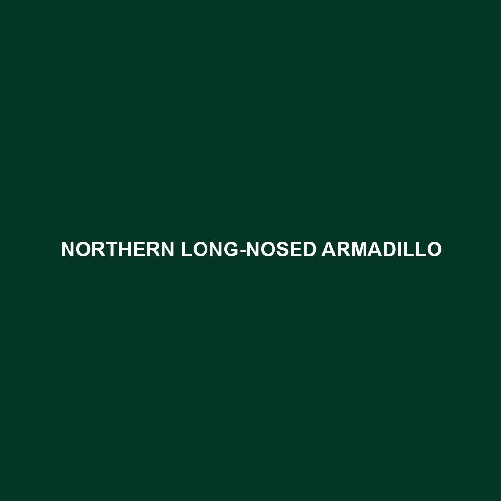 Northern Long-nosed Armadillo