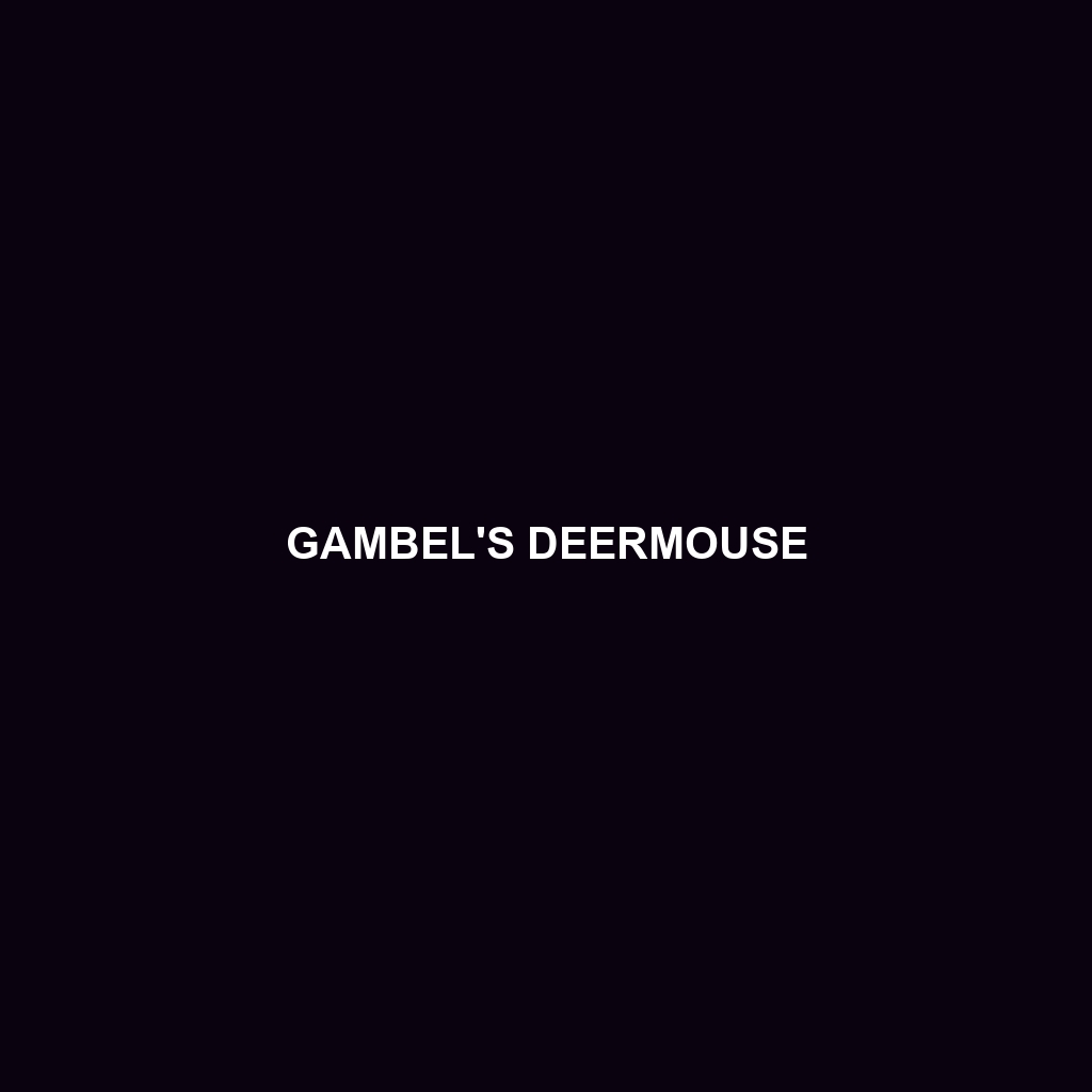 Gambel's Deermouse