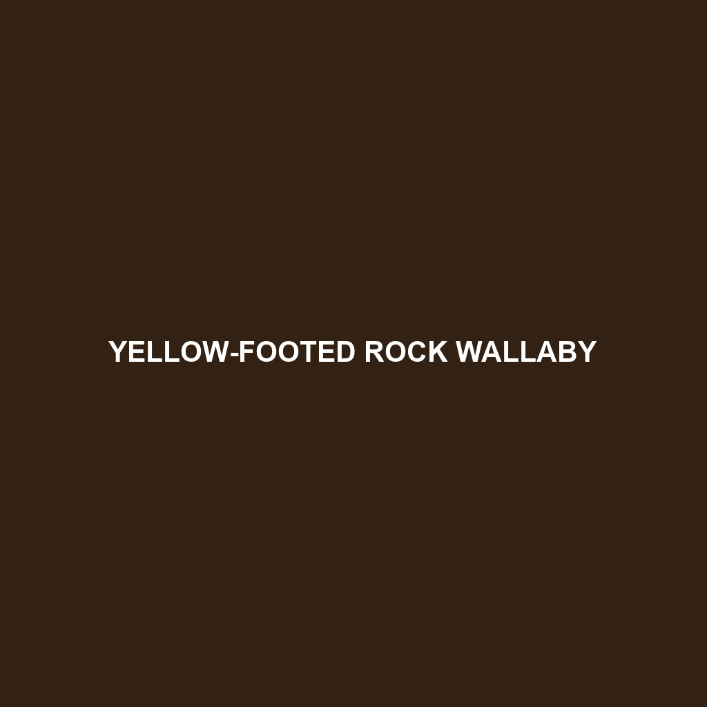 Yellow-footed Rock Wallaby