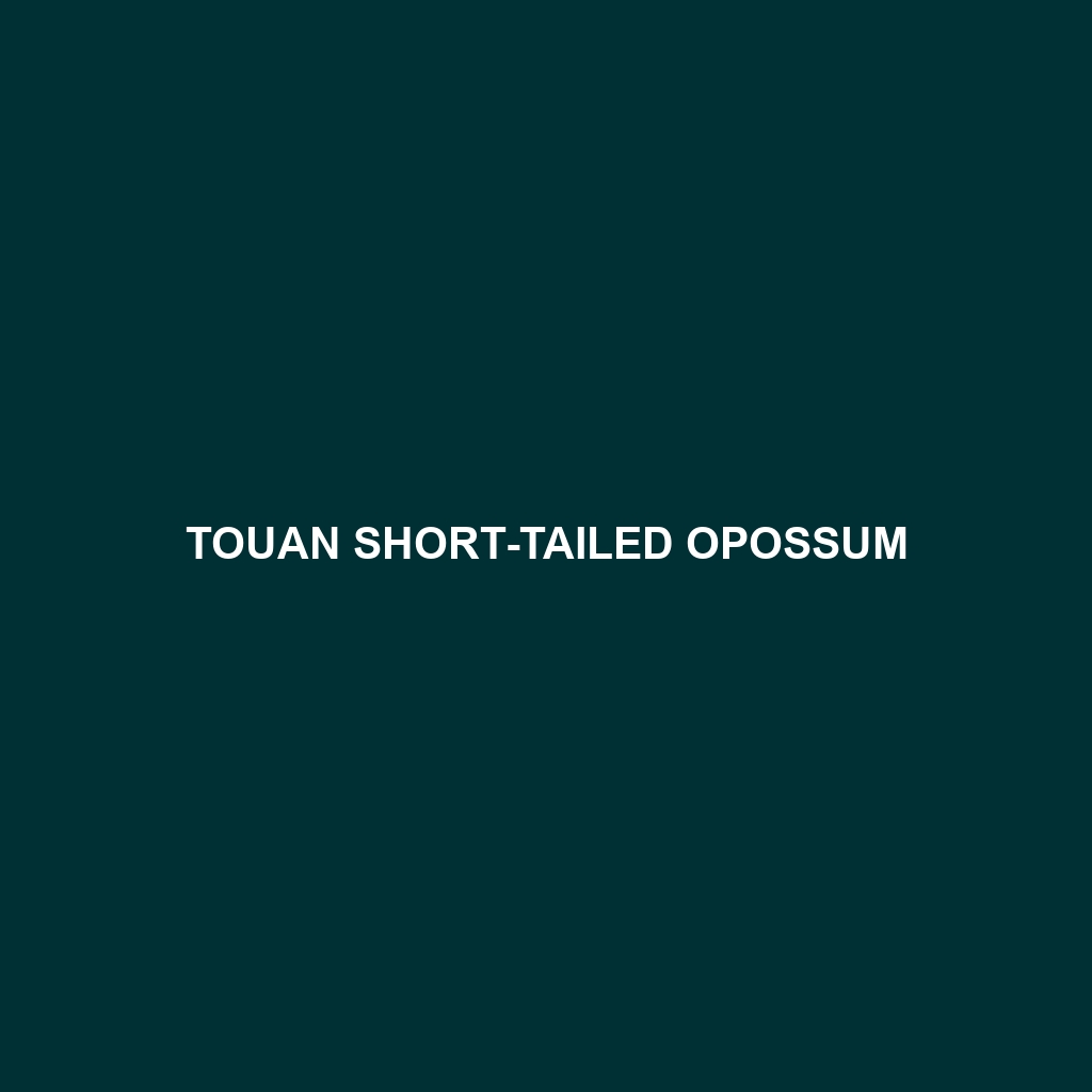 Touan Short-tailed Opossum