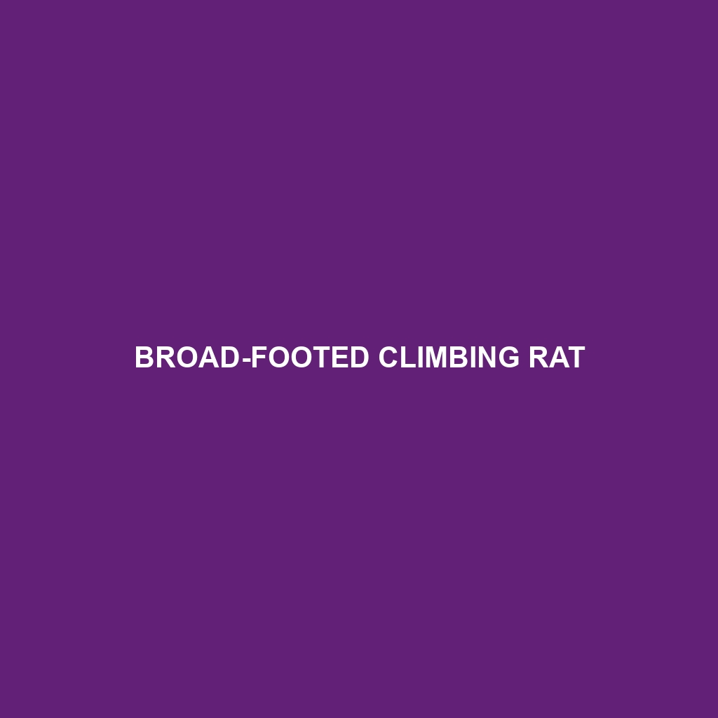 Broad-footed Climbing Rat