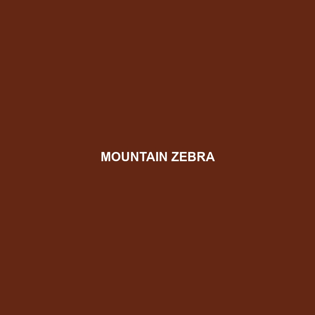 Mountain Zebra