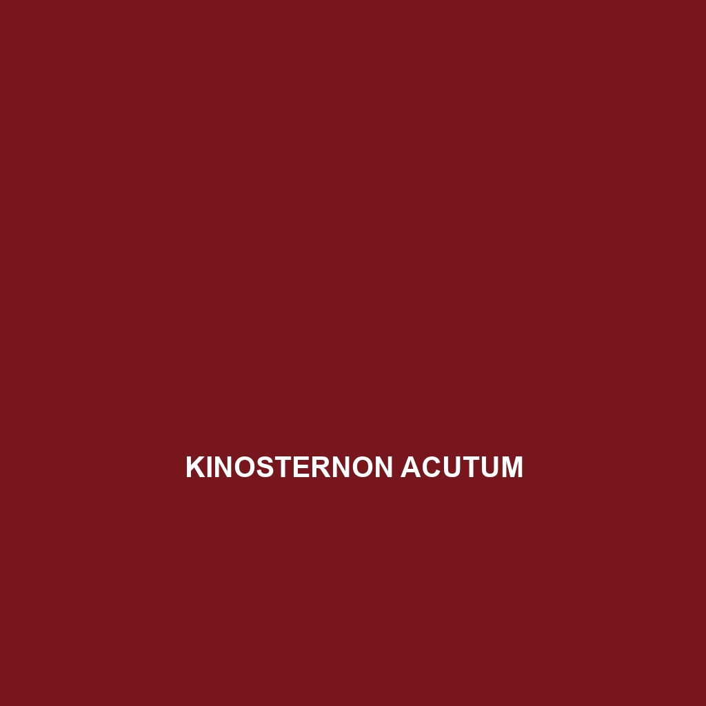 Kinosternon acutum