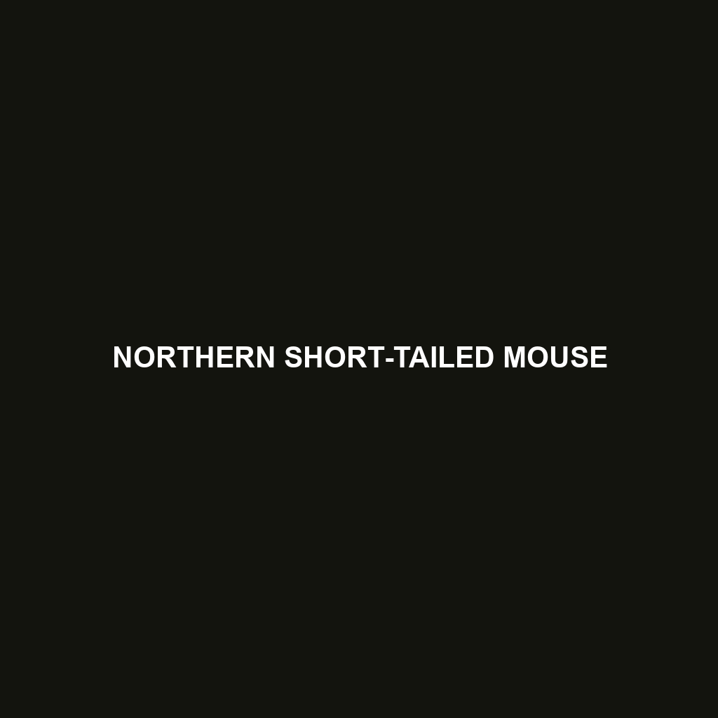 Northern Short-tailed Mouse