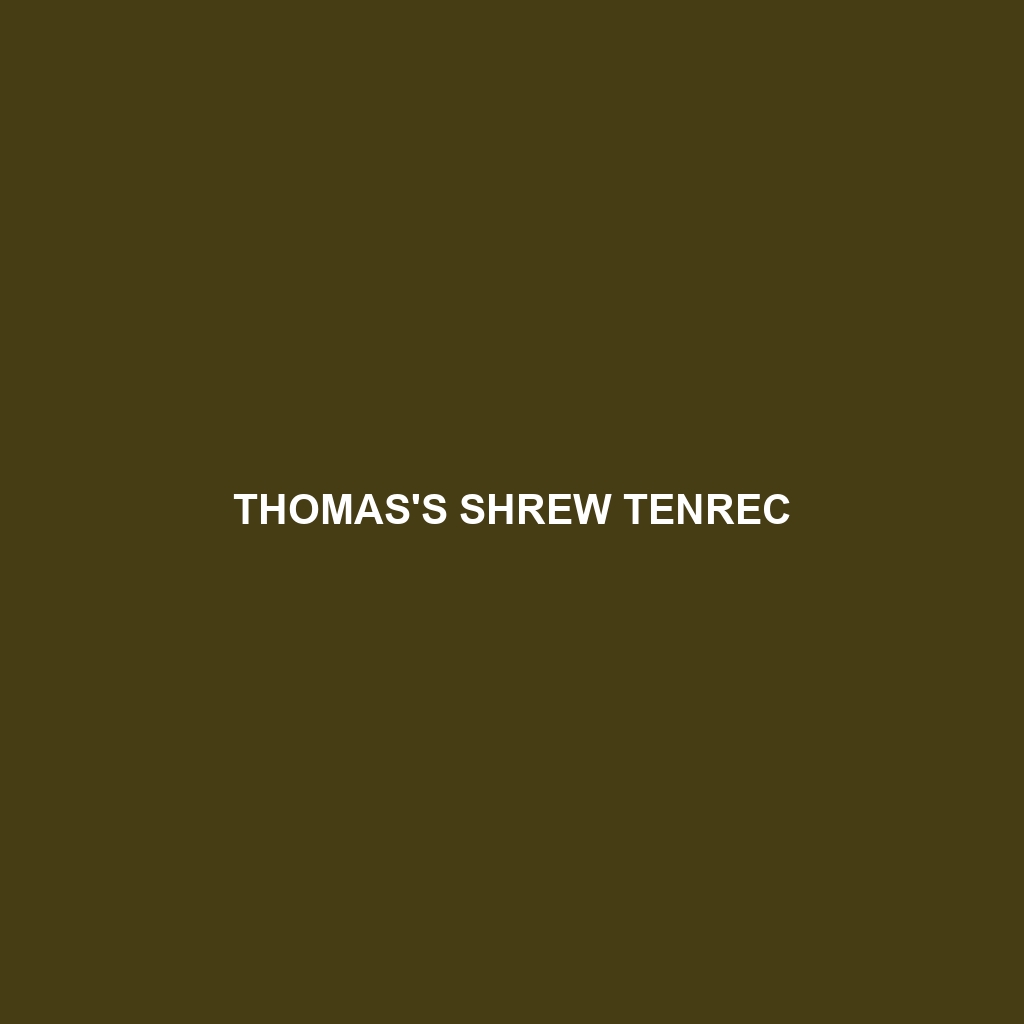 Thomas's Shrew Tenrec