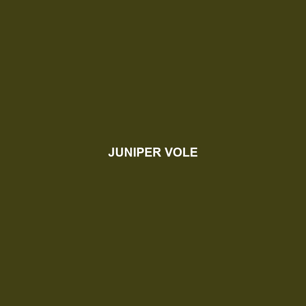 Juniper Vole