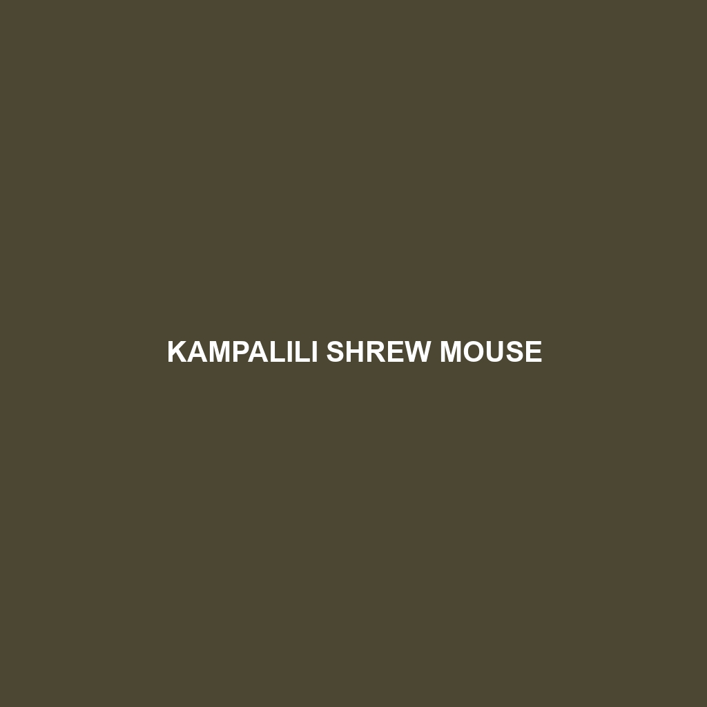 Kampalili Shrew Mouse