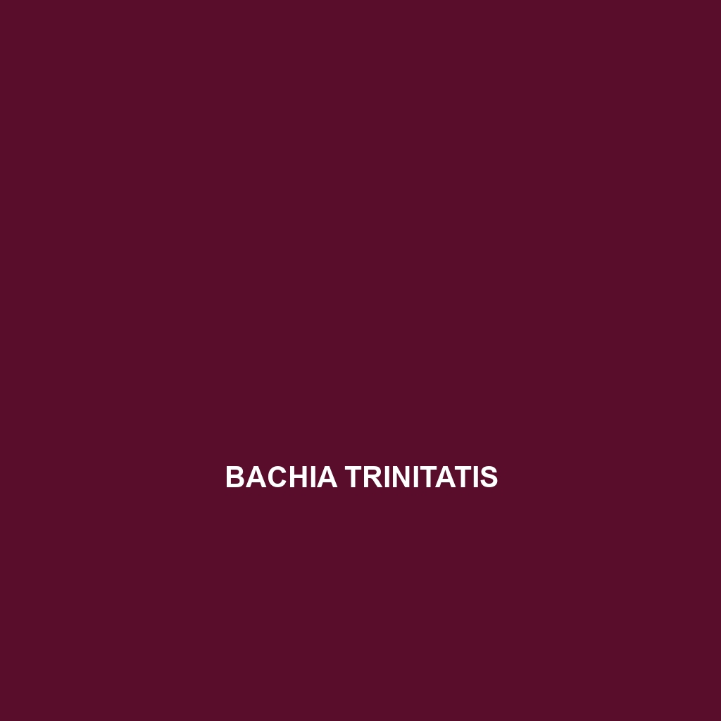 Bachia trinitatis