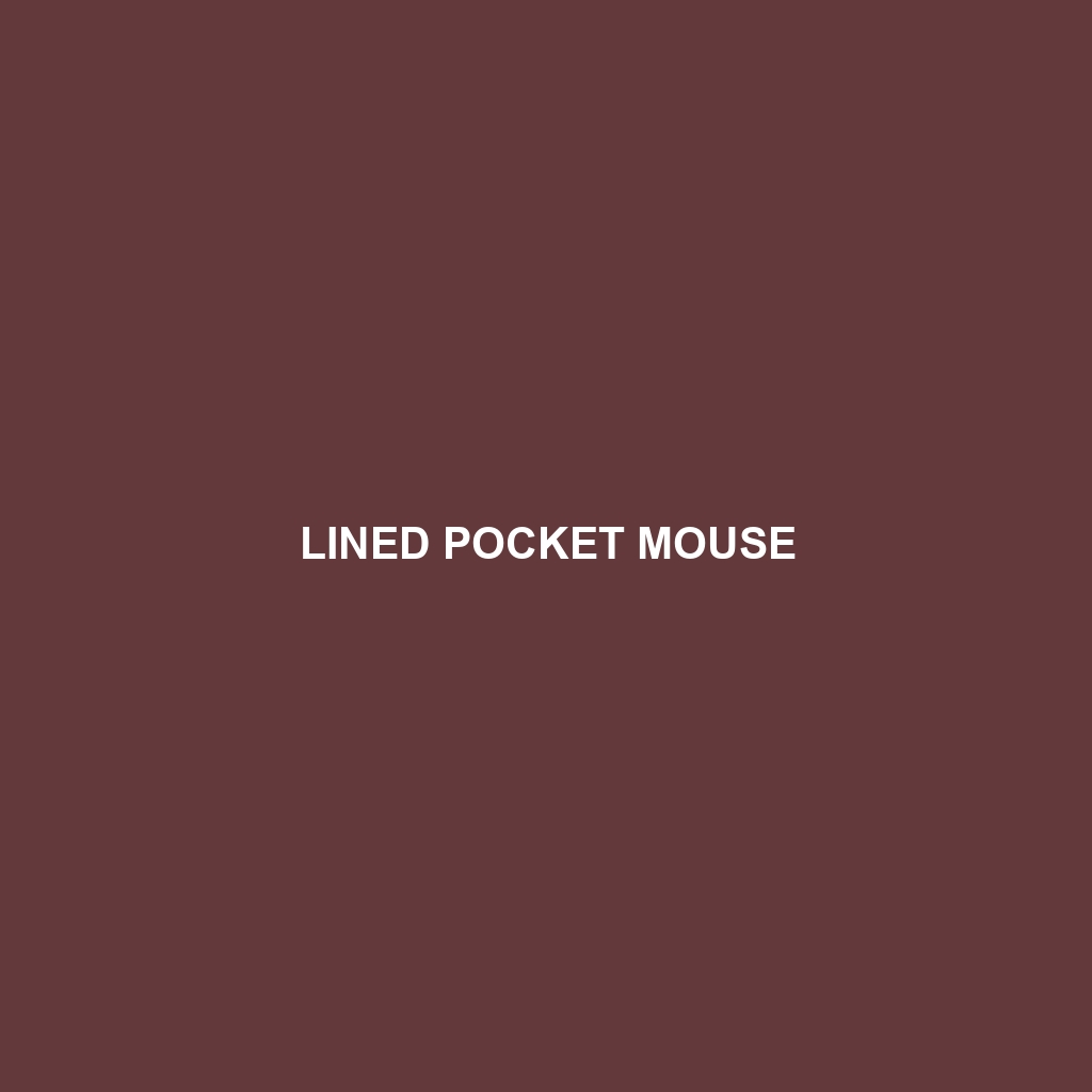 Lined Pocket Mouse