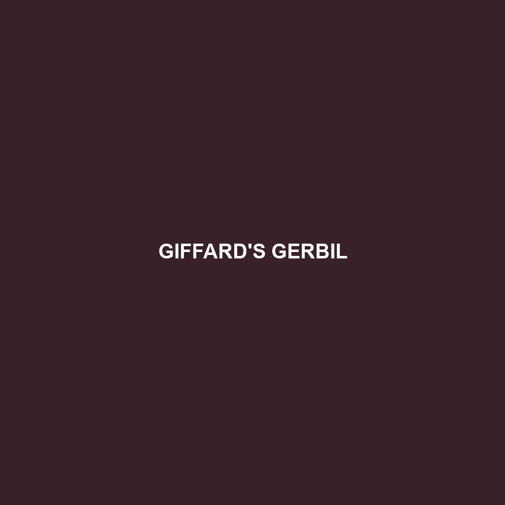 Giffard's Gerbil