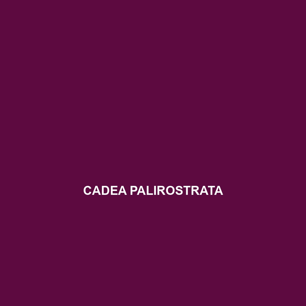 Cadea palirostrata