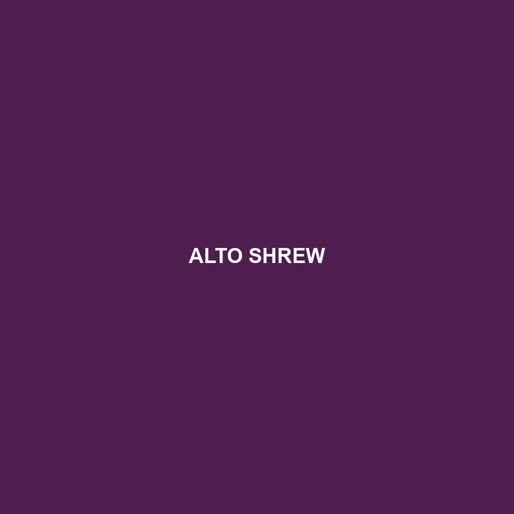 Alto Shrew