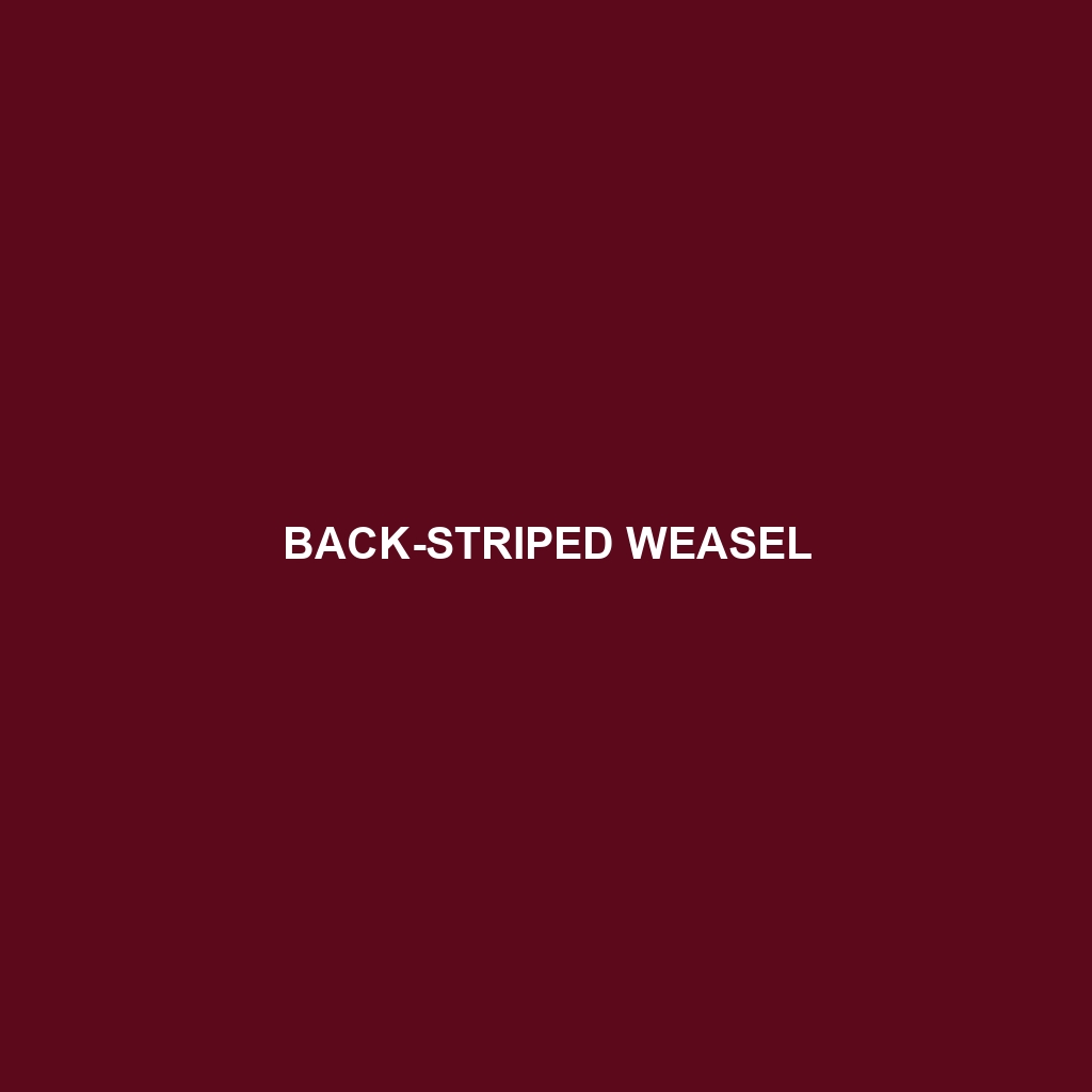 Back-striped Weasel