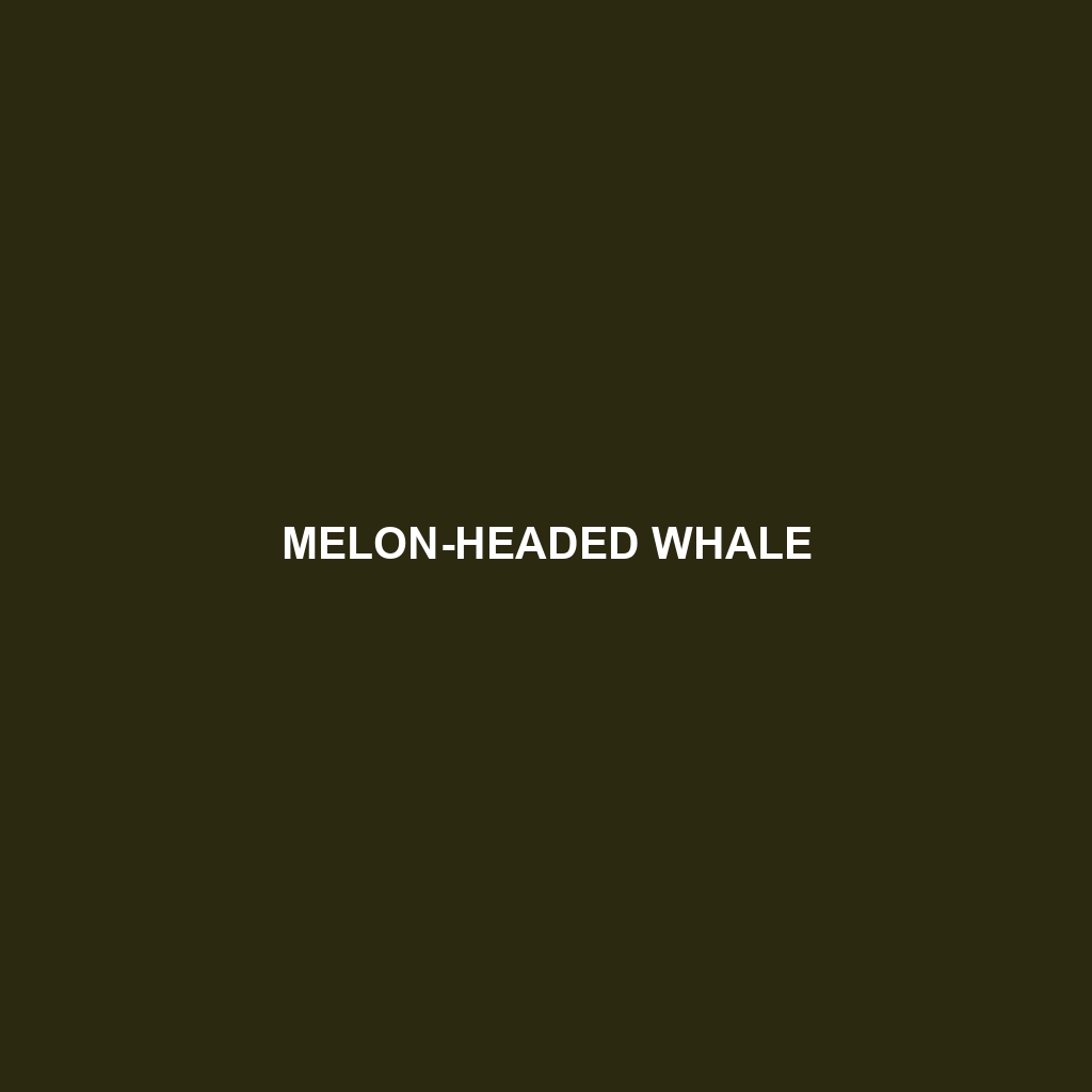 Melon-headed Whale