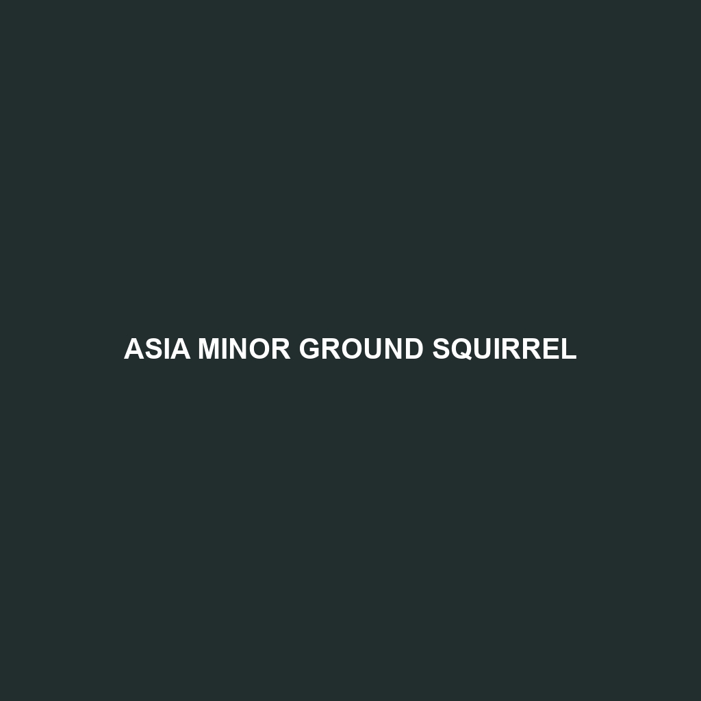 Asia Minor Ground Squirrel