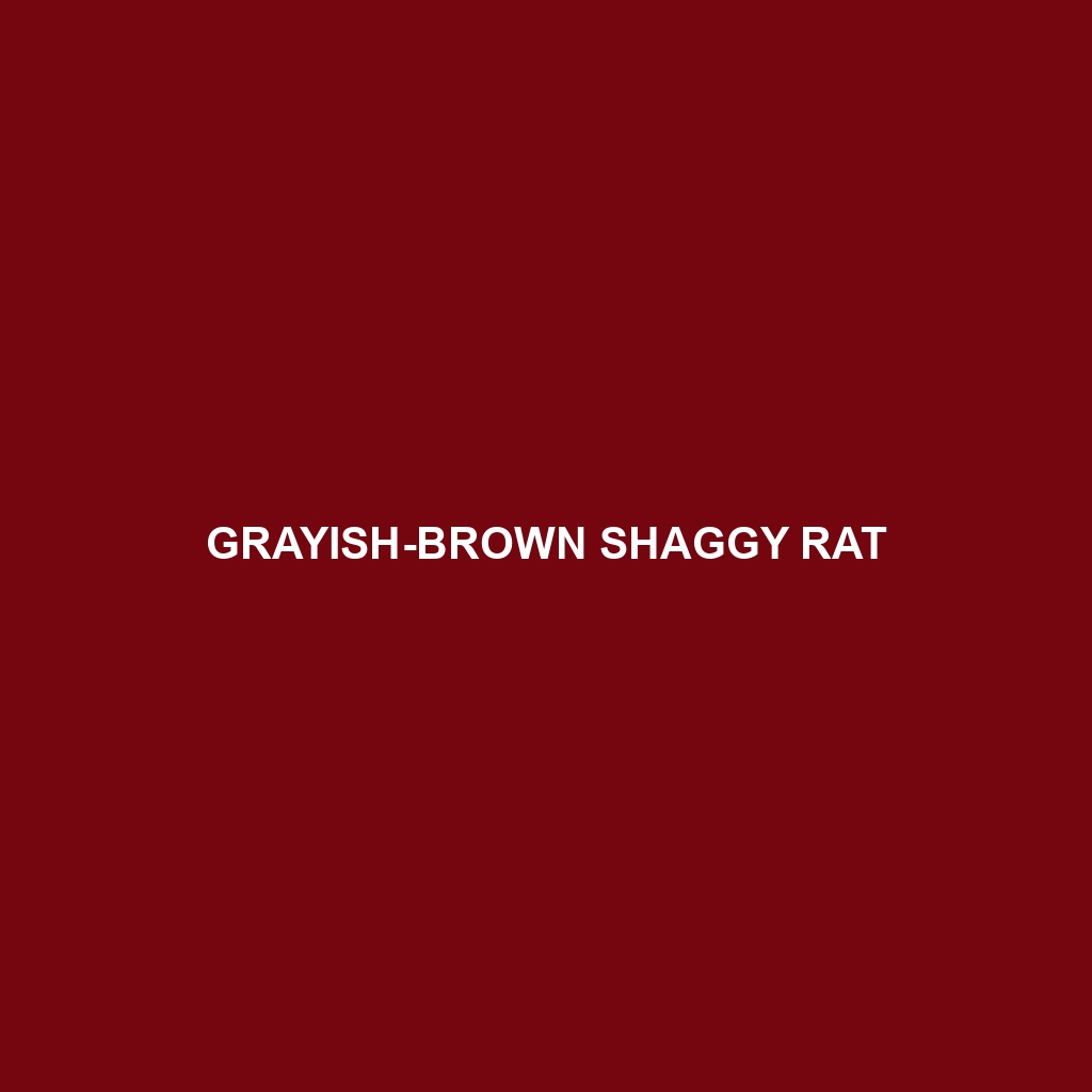 Grayish-brown Shaggy Rat