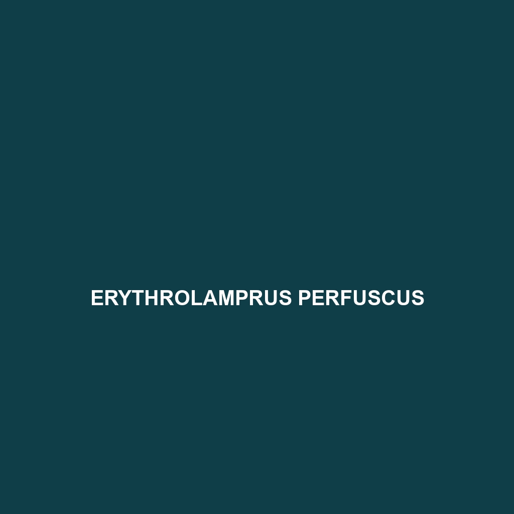 Erythrolamprus perfuscus