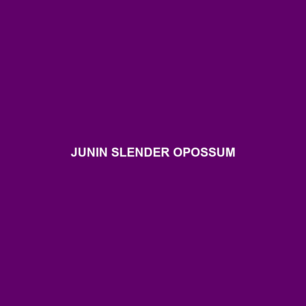 Junin Slender Opossum