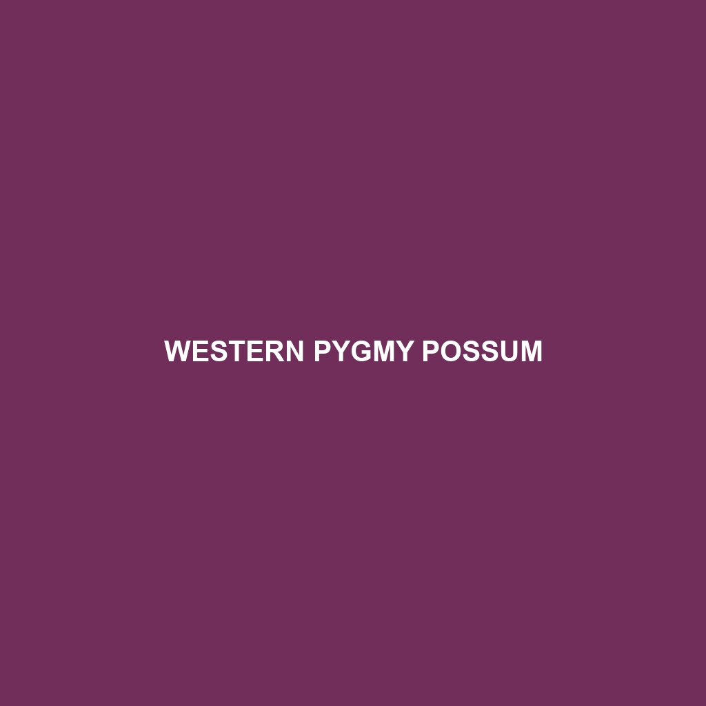 Western Pygmy Possum