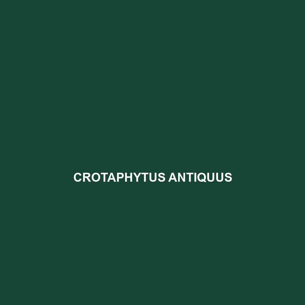 Crotaphytus antiquus