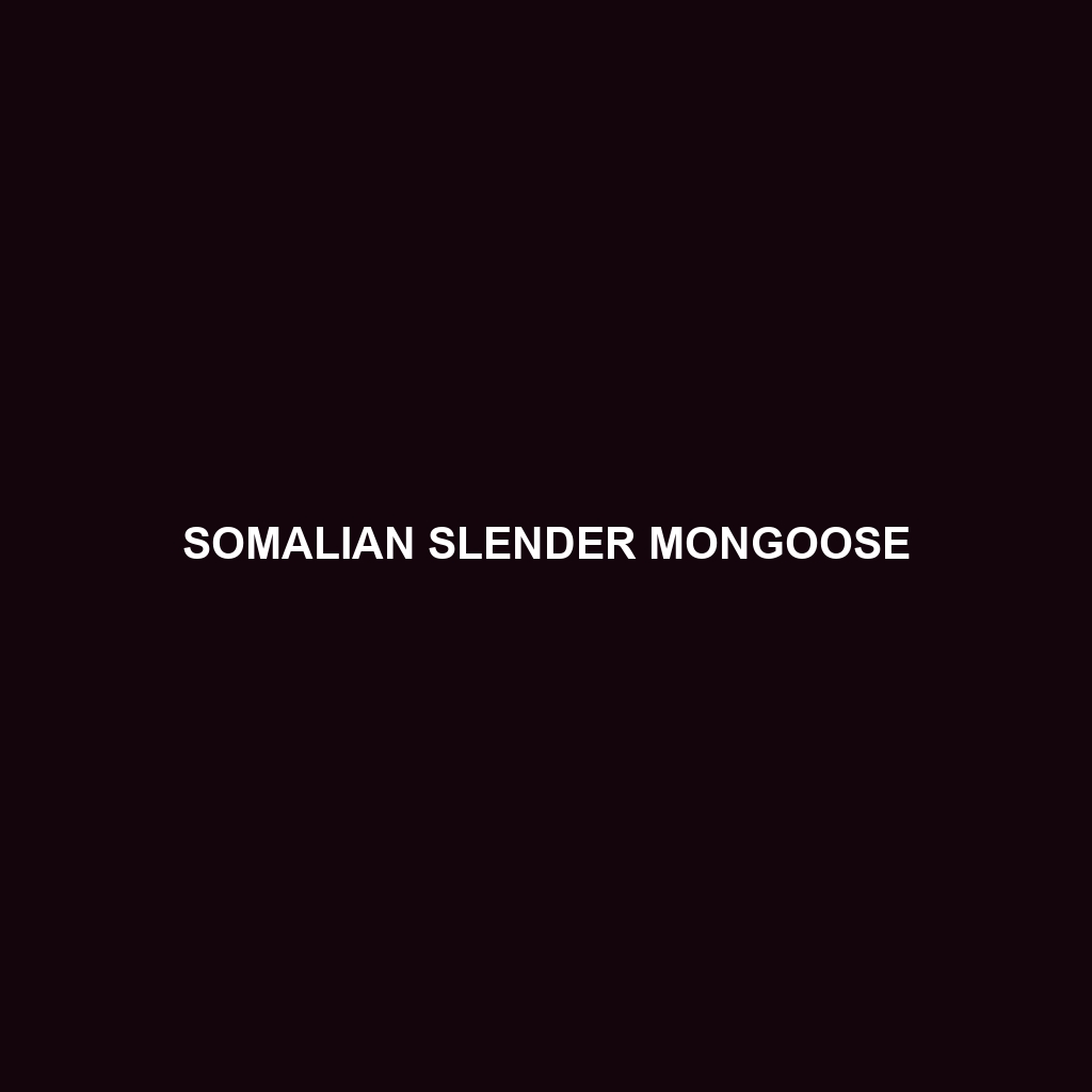 Somalian Slender Mongoose