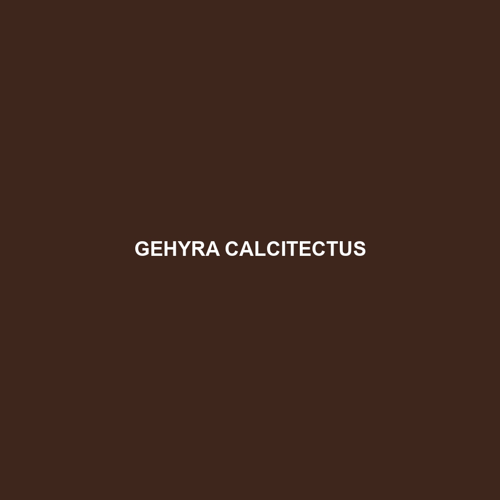 Gehyra calcitectus