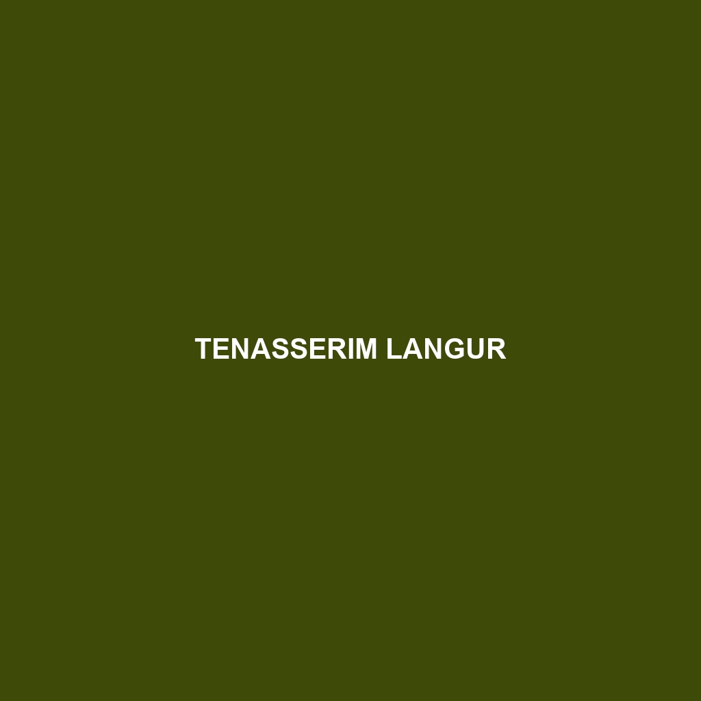 Tenasserim Langur