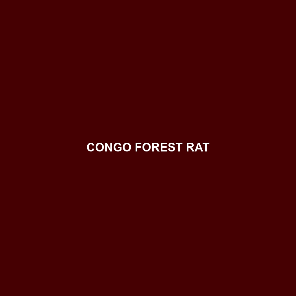 Congo Forest Rat