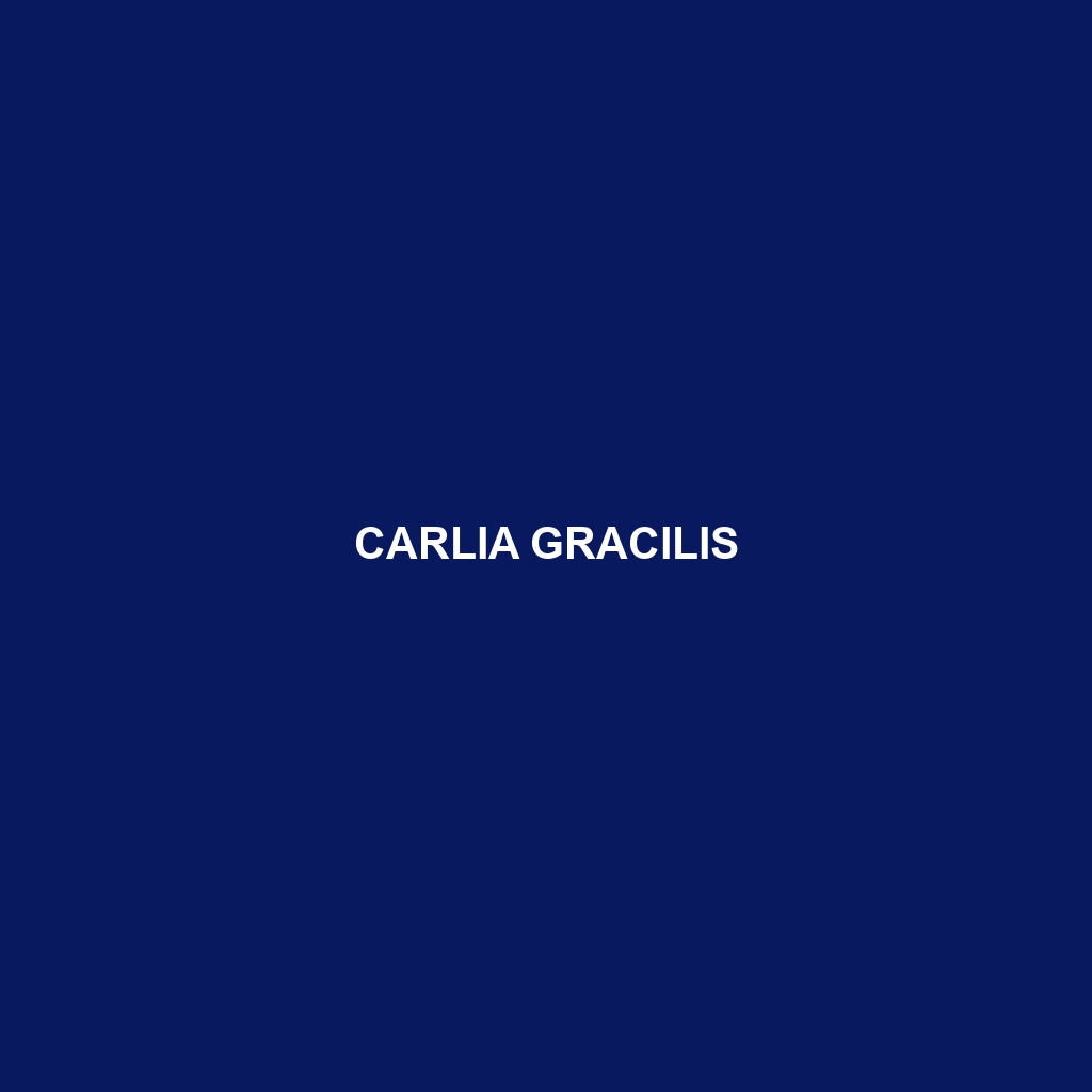 Carlia gracilis