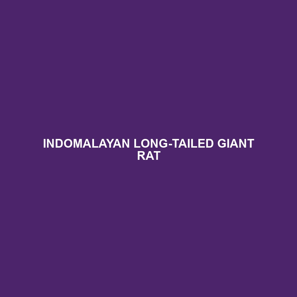 Indomalayan Long-tailed Giant Rat