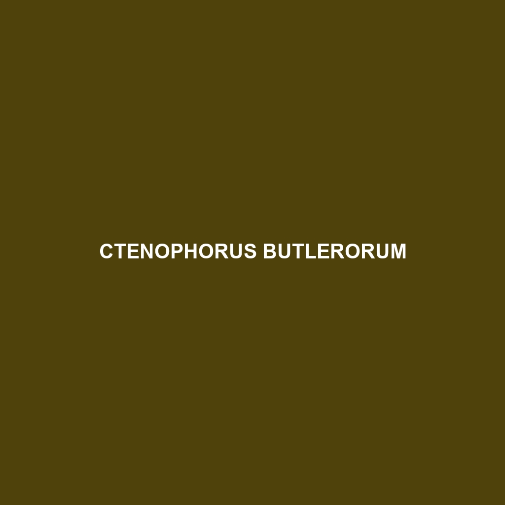 Ctenophorus butlerorum