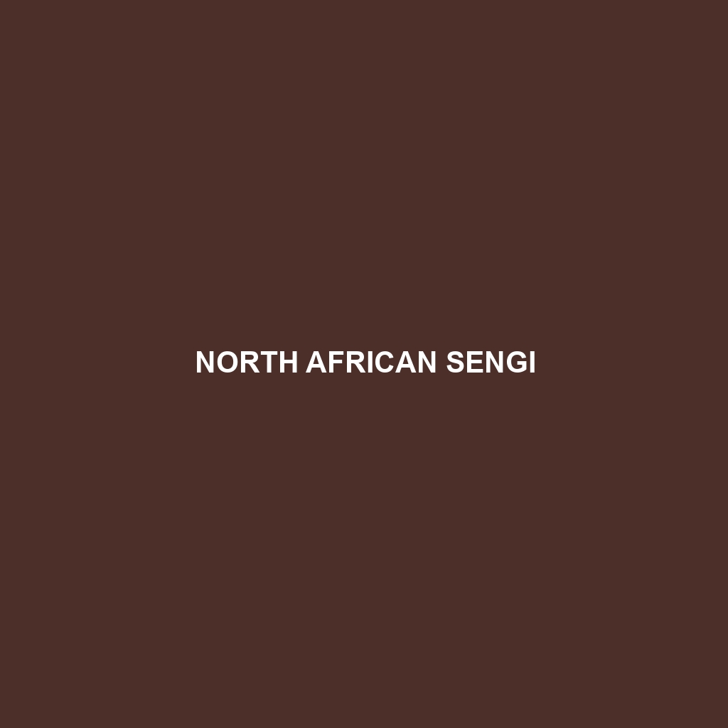 North African Sengi