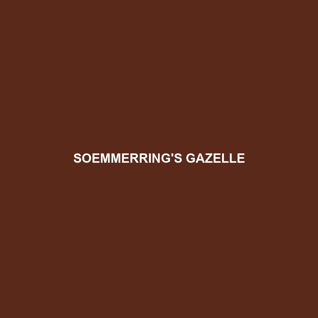 Soemmerring's Gazelle