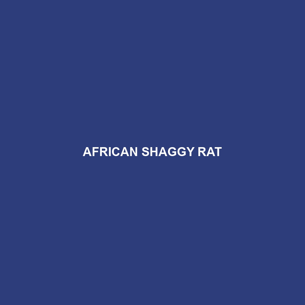 African Shaggy Rat