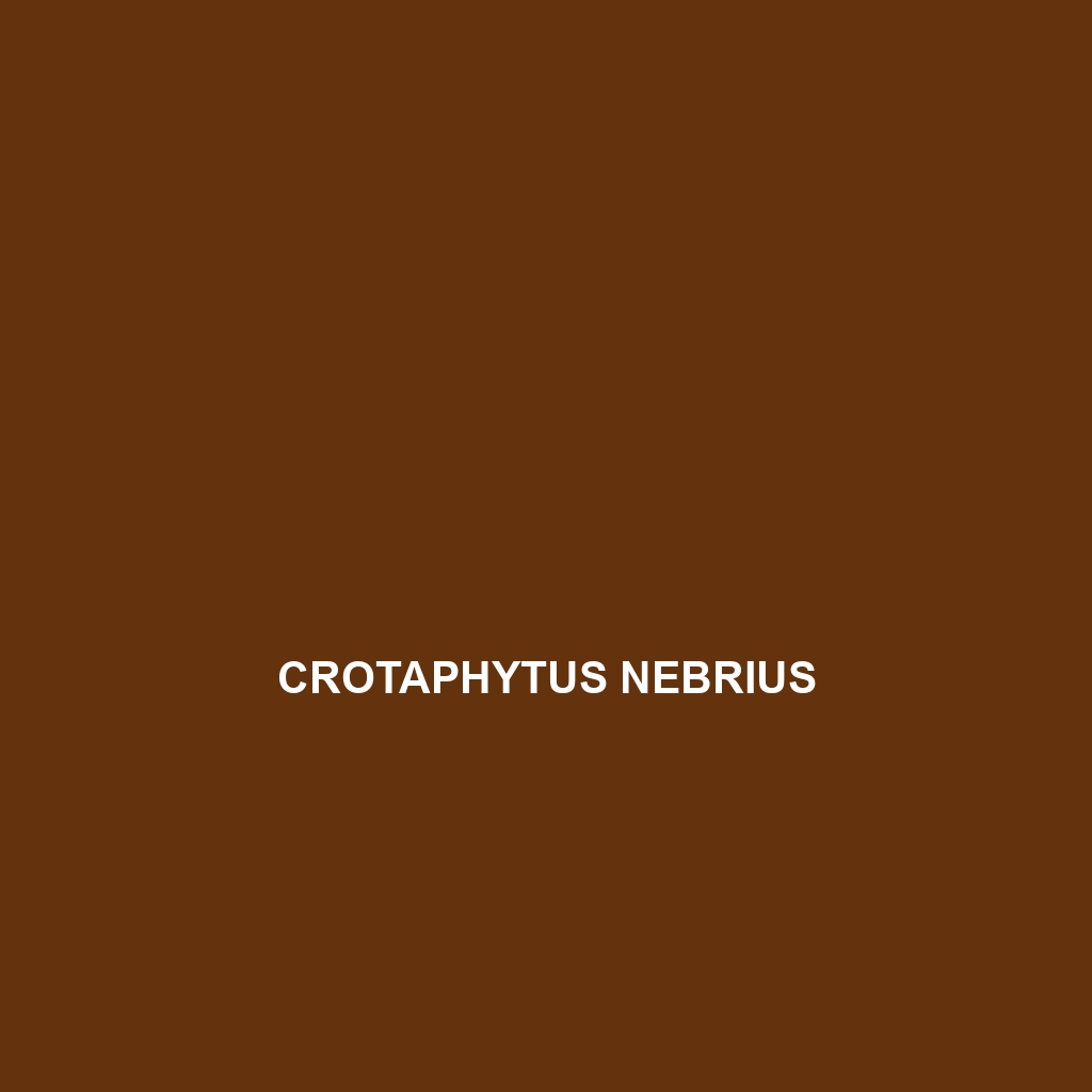 Crotaphytus insularis