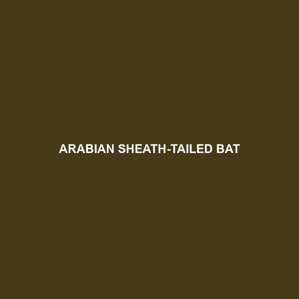 Arabian Sheath-tailed Bat