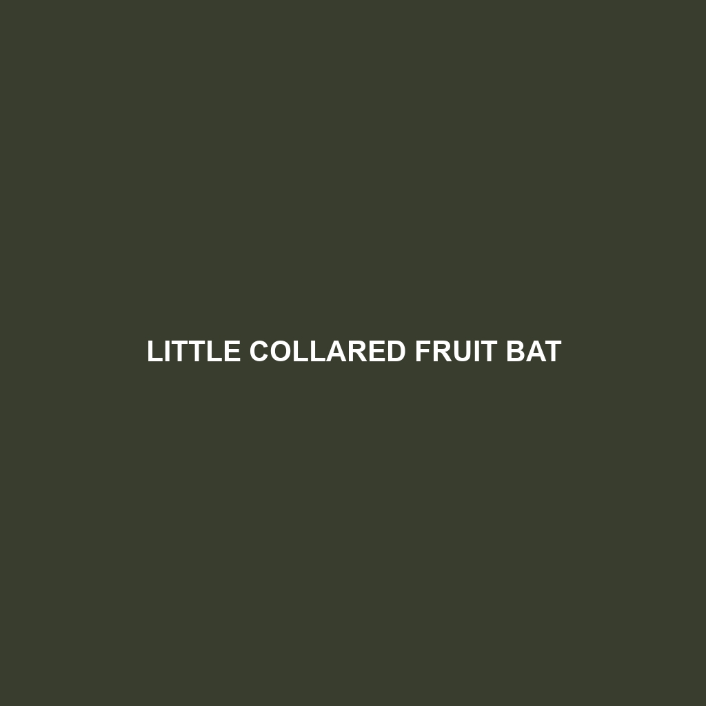 Broad-faced Fruit Bat