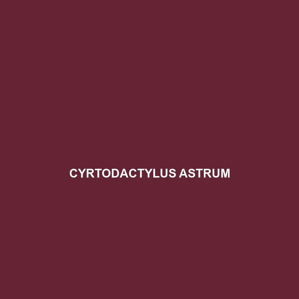 Cyrtodactylus astrum