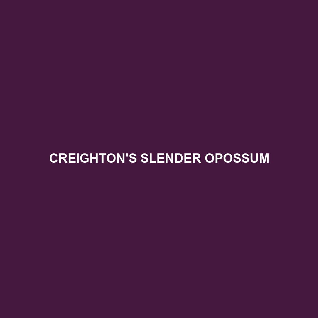 Creighton's Slender Opossum