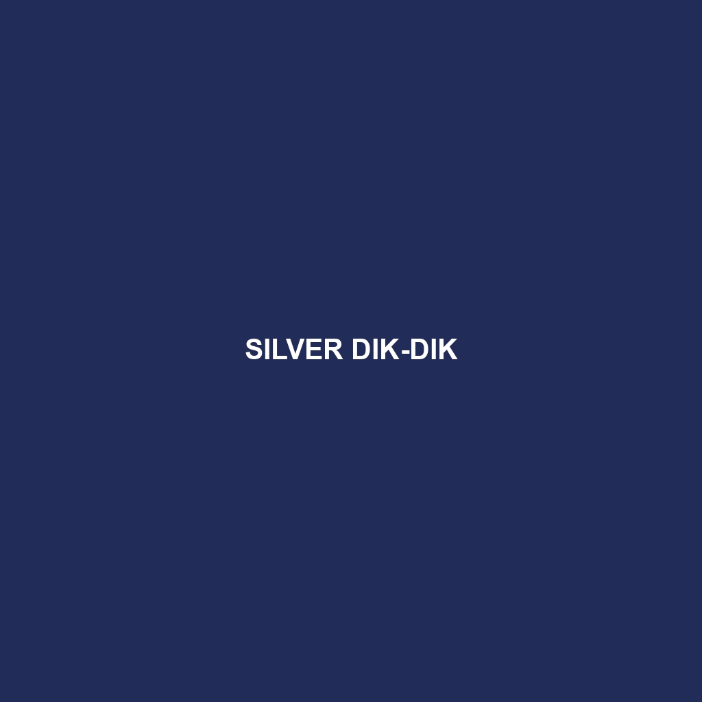 Silver Dik-dik