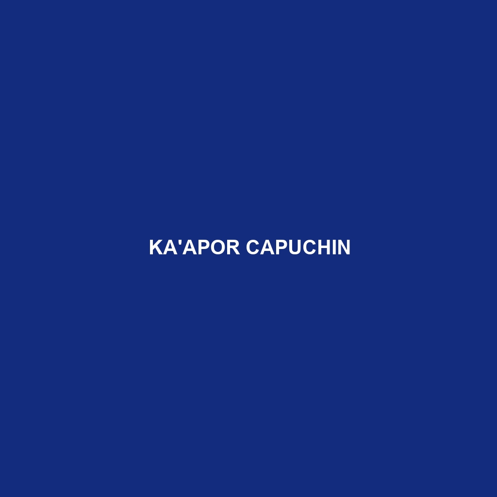 Ka'apor Capuchin