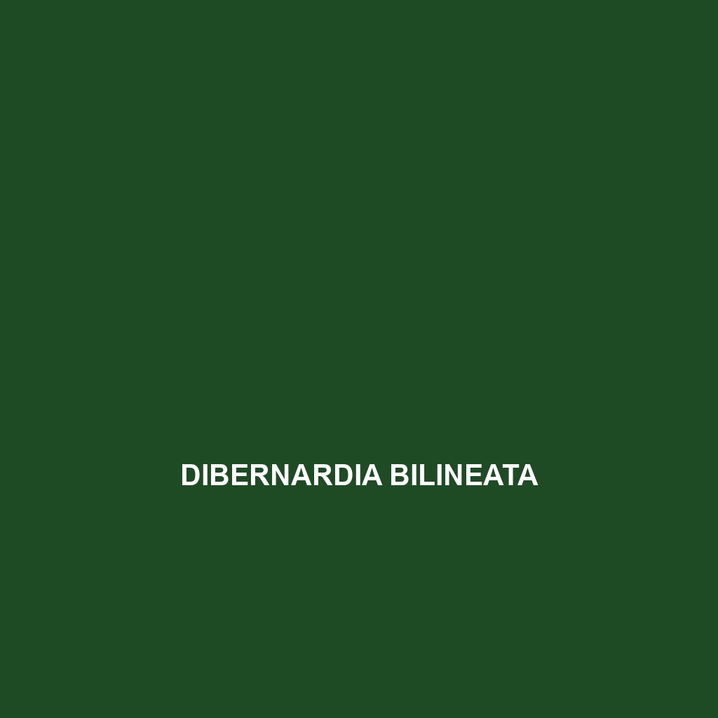 Dibernardia bilineata