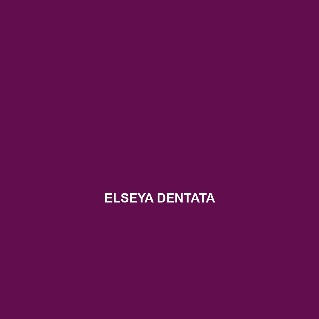 Elseya dentata